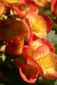 Winters can hurt the roots as well as the cells and tissues of Begonias outside