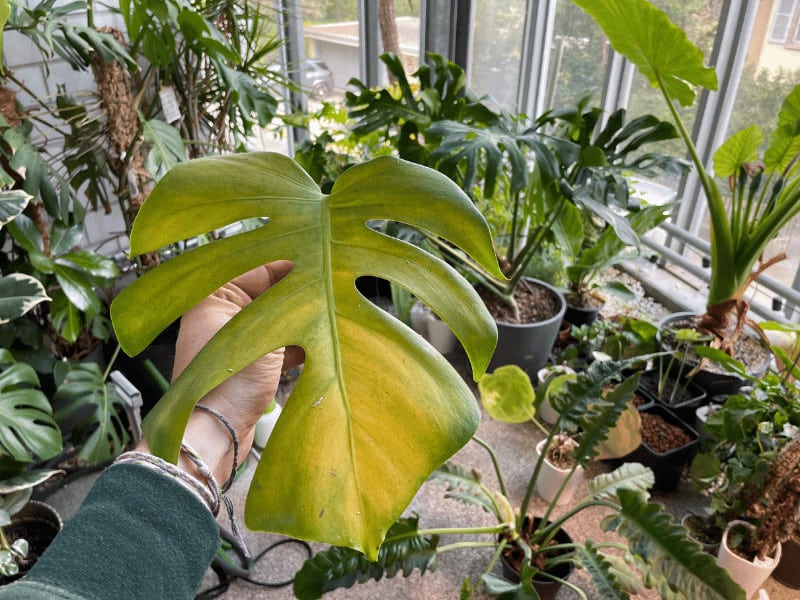 9 Reasons Why A Monstera Deliciosa Has Yellow Leaves