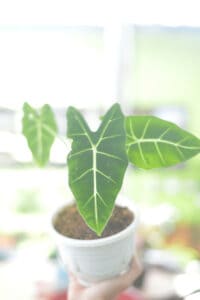 A humidity above 50% is best for Alocasia Frydek to thrive