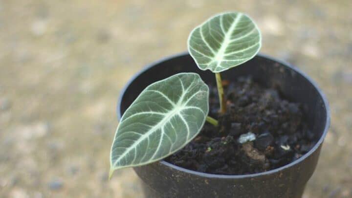 How to Grow and Care for Alocasia Black Velvet