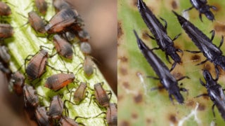 蚜虫vs蓟马