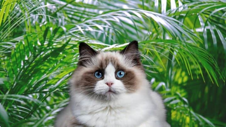Are Palms Toxic to Cats? Well, Here’s the Answer!