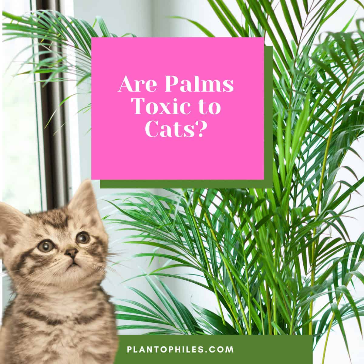 Are Palms Toxic to Cats?