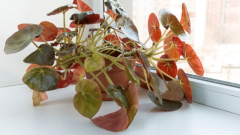 Beefsteak Begonia Care – Best Secrets Revealed!