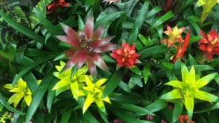 Best Potting Mix for Bromeliadsto Get Grease Stains Out of a Shirt
