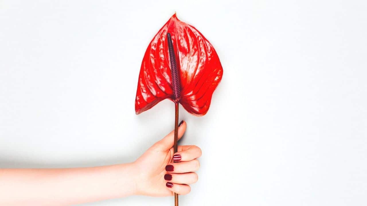 Common Problems with Anthurium