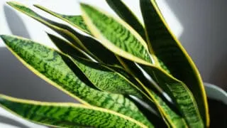Curly Leaves on Snake Plants