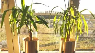 Curly Leaves on Yucca Plants Update