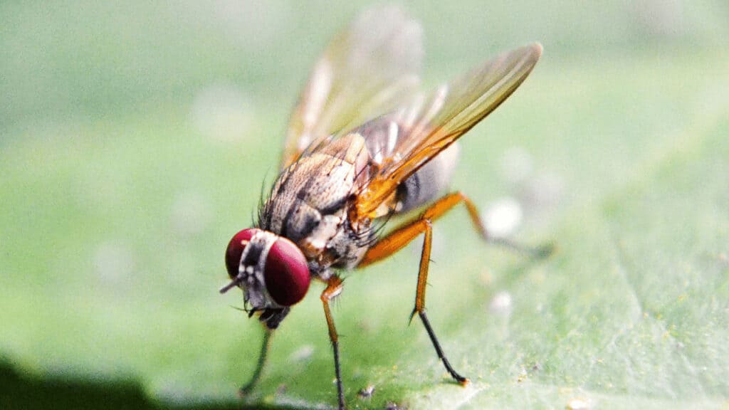 how-to-get-rid-of-fruit-flies-in-plants-5-proven-ways