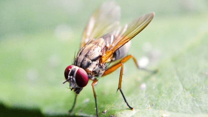 Fruit flies reproduce very fast so you have to act immediately if you spot them on your plants