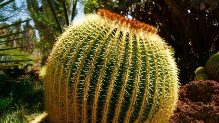 Golden Barrel Cactus Care – A Growers Guide