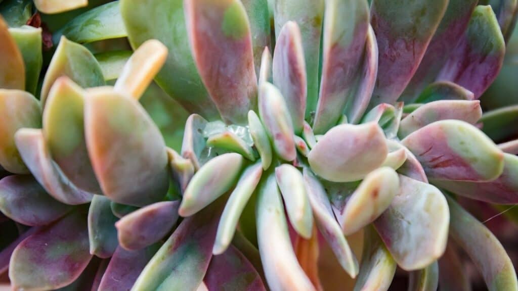 Graptoveria ' Fred Ives '