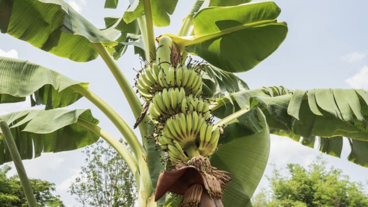 188金宝慱亚洲F1如何修剪香蕉树?一步一步的指南