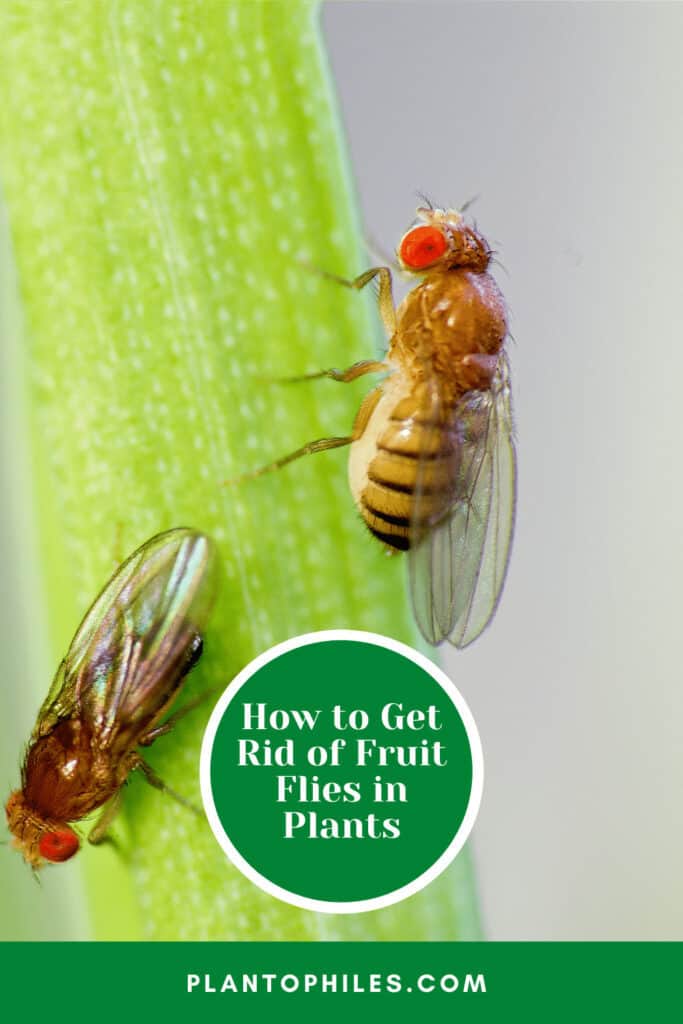 How to Get Rid of Fruit Flies in Plants — 5 Proven Ways!