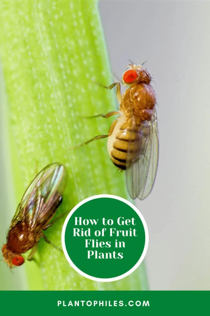 How to Get Rid of Fruit Flies in Plants
