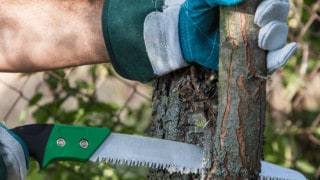 188金宝慱亚洲F1如何修剪树木产出更多果实