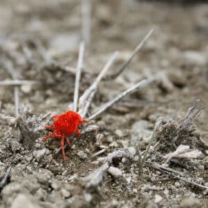 在干燥的气候条件下，蜘蛛螨的卵子生育能力更高
