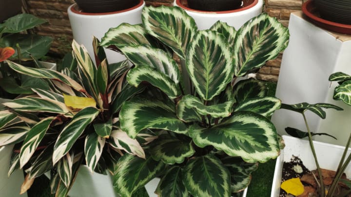 6 Reasons Why Leaves Turning Yellow on Calathea