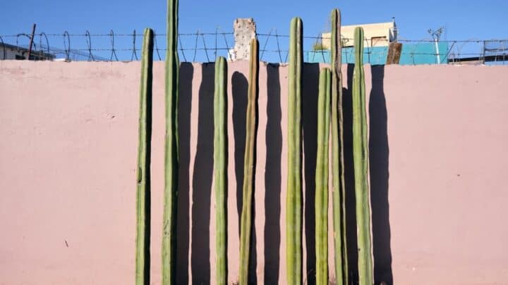 Mexican Fence Post Cactus Care Guide — Our Top Tips!