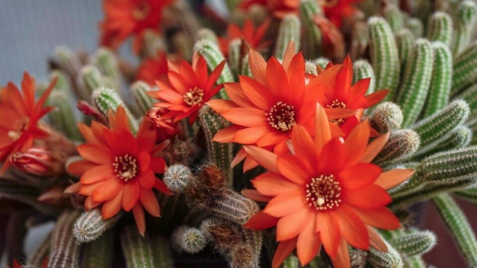 The 9 Prettiest Orange Succulents (Nr. 3 is Otherworldly!)