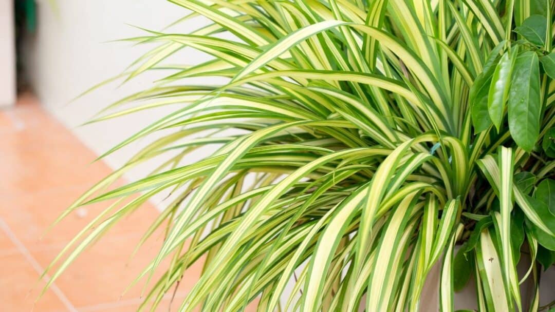 The 13 Best Houseplants For Growing Under Artificial Light