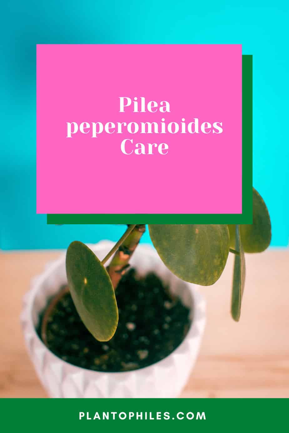 Pilea peperomioides Care