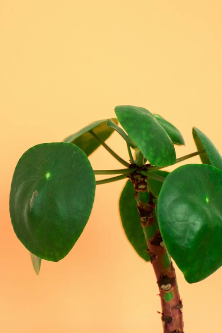 How To Care For Pilea Peperomioides - 101 Guide