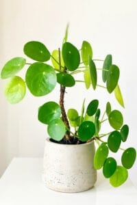 Pilea peperomioides grows best in bright indirect light