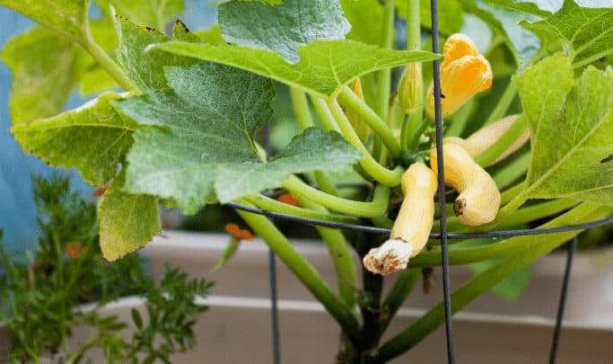 南瓜可以使用NPK 10-10-10肥料施肥，每月一次