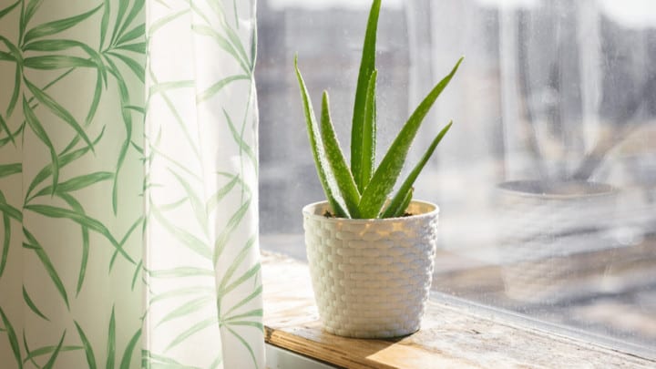 The Best Pot for Aloe Plants – Makes Sense!