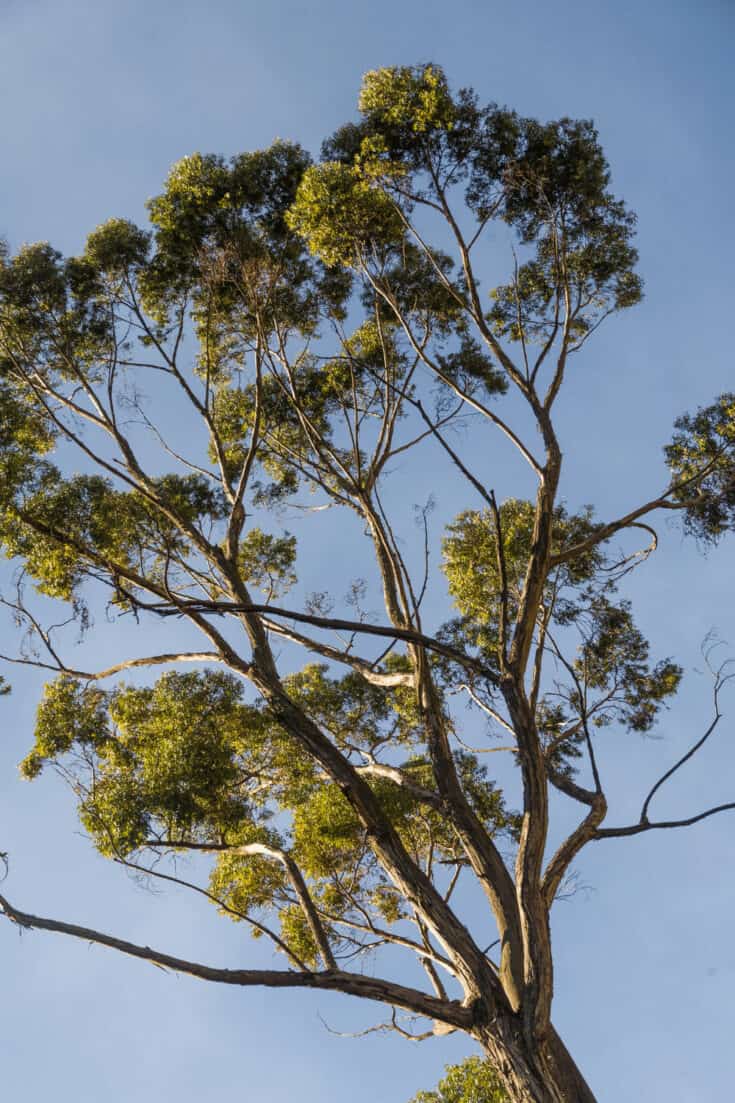 The Eucalyptus plant can grow up to 100 feet