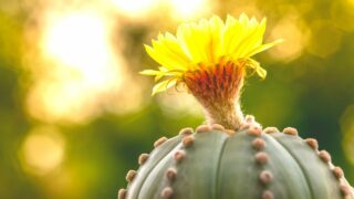 The Top 10 Cutest Cacti