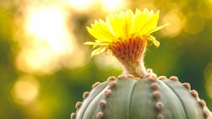 The Top 10 Cutest Cacti – Ever! (Number 5…OMG)