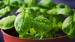 What Causes White Spots on Basil