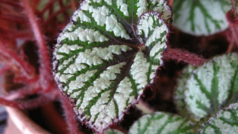 What Causes White Spots on Begonia Leaves? 4 Reasons