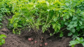 What Causes White Spots on Potatoes