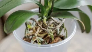 What Potting Mix Should Be Used for Orchids