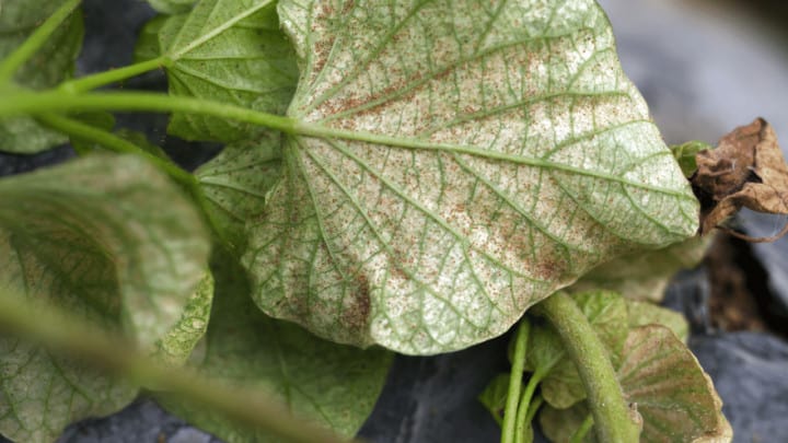 Why Do Spider Mites Keep Coming Back? Stop!