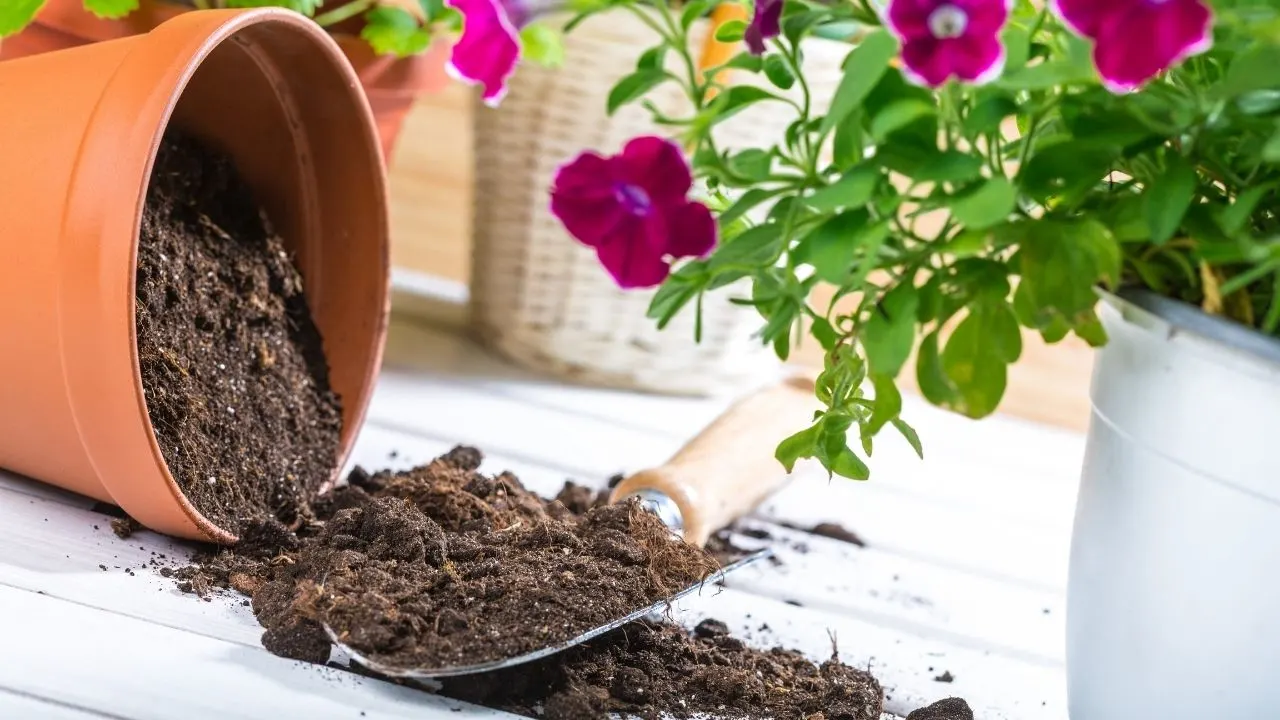 你会用盆栽土壤在花园里——让我们看看!9