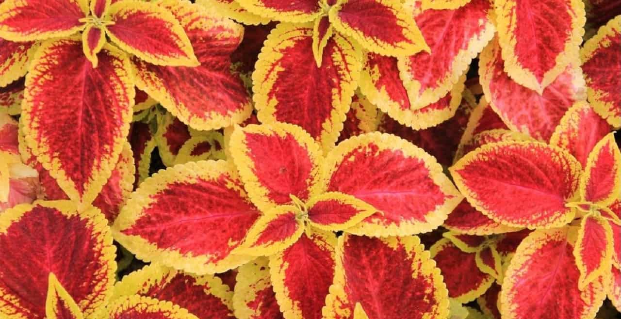 Top 10 House Plants With Red Leaves 4