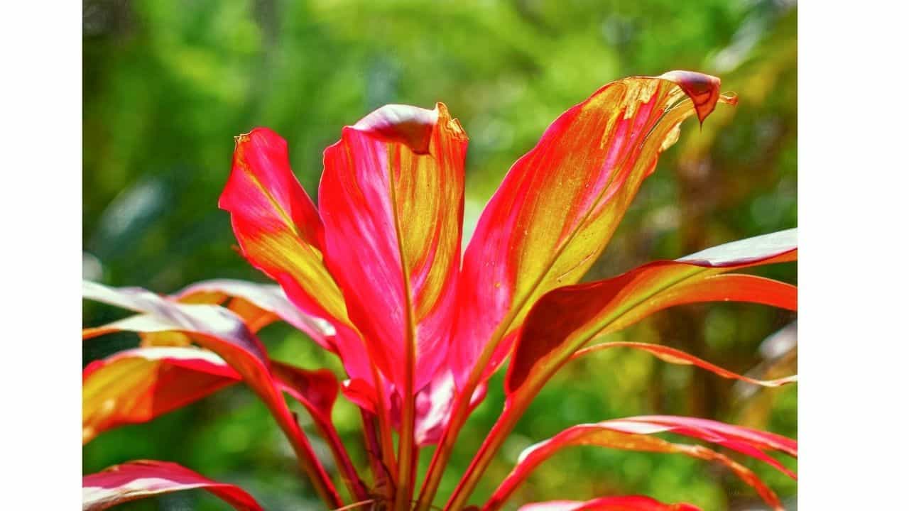 Top 10 House Plants With Red Leaves 5