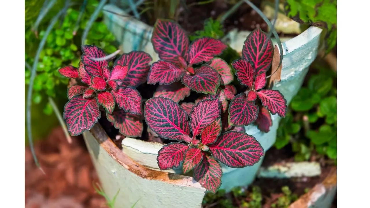 Top 10 House Plants With Red Leaves 16