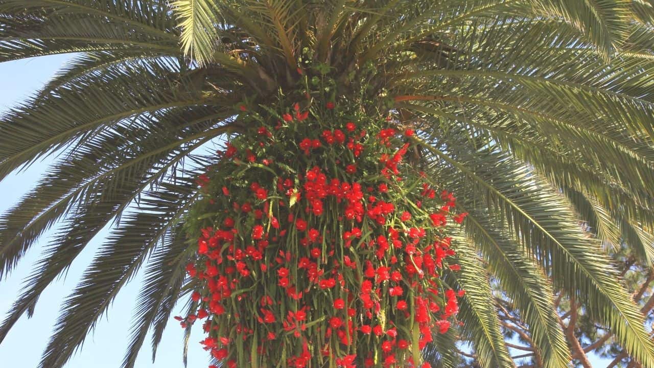 Flowers That Compliment Palm Trees 