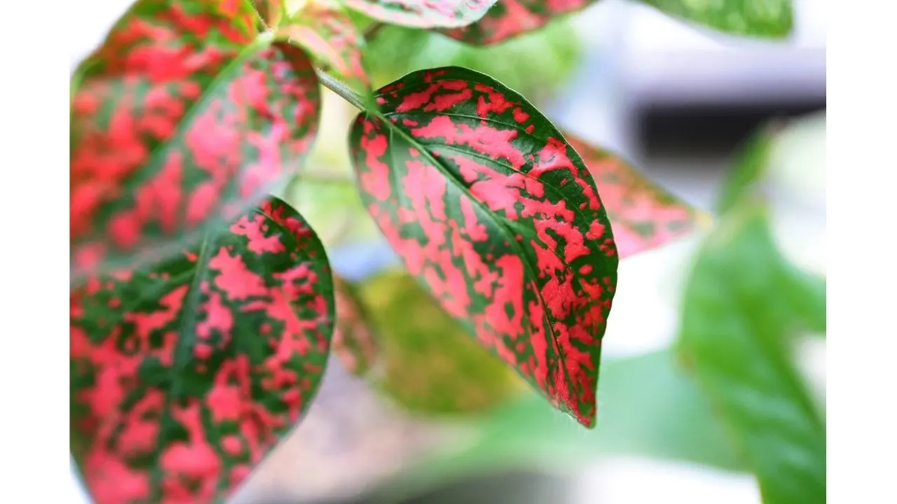 Top 10 House Plants With Red Leaves 17