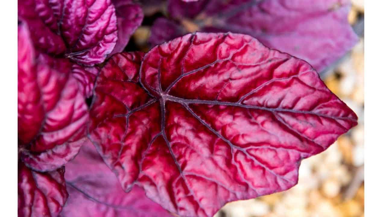 Top 10 House Plants With Red Leaves 19
