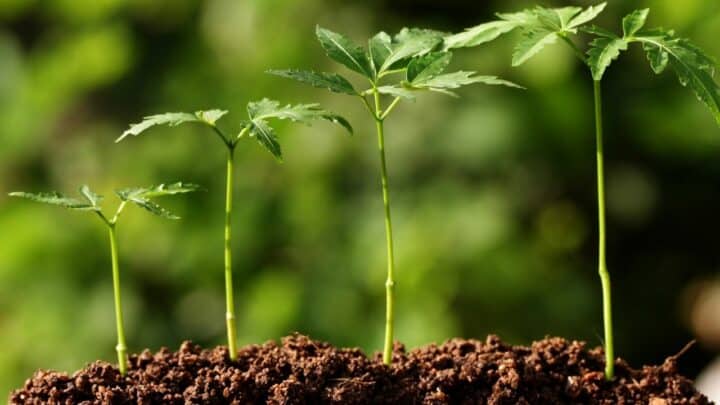 Do Plants Need Soil to Grow?  Let’s Dig Deeper