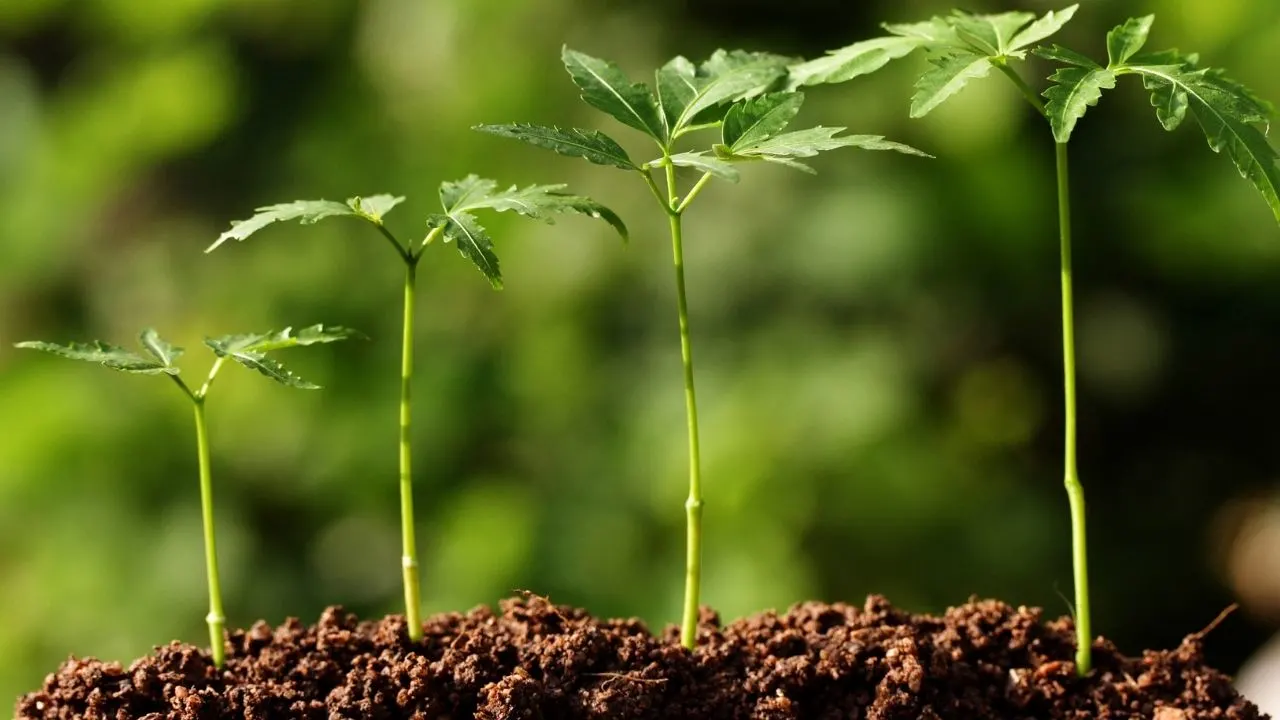 Do Plants Need Soil to Grow? Let's Dig Deeper 20