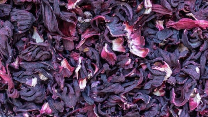 How to Dry Hibiscus Flowers – 3 Ways that Work