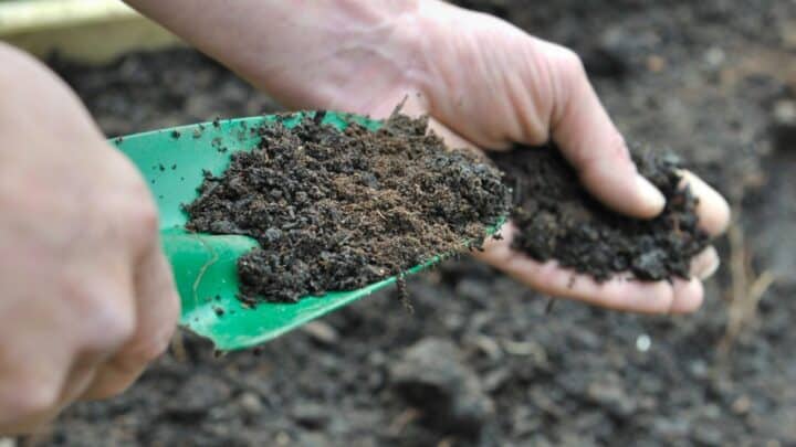理想的土壤堆肥比例-园艺与黑金简化188bet体育平台