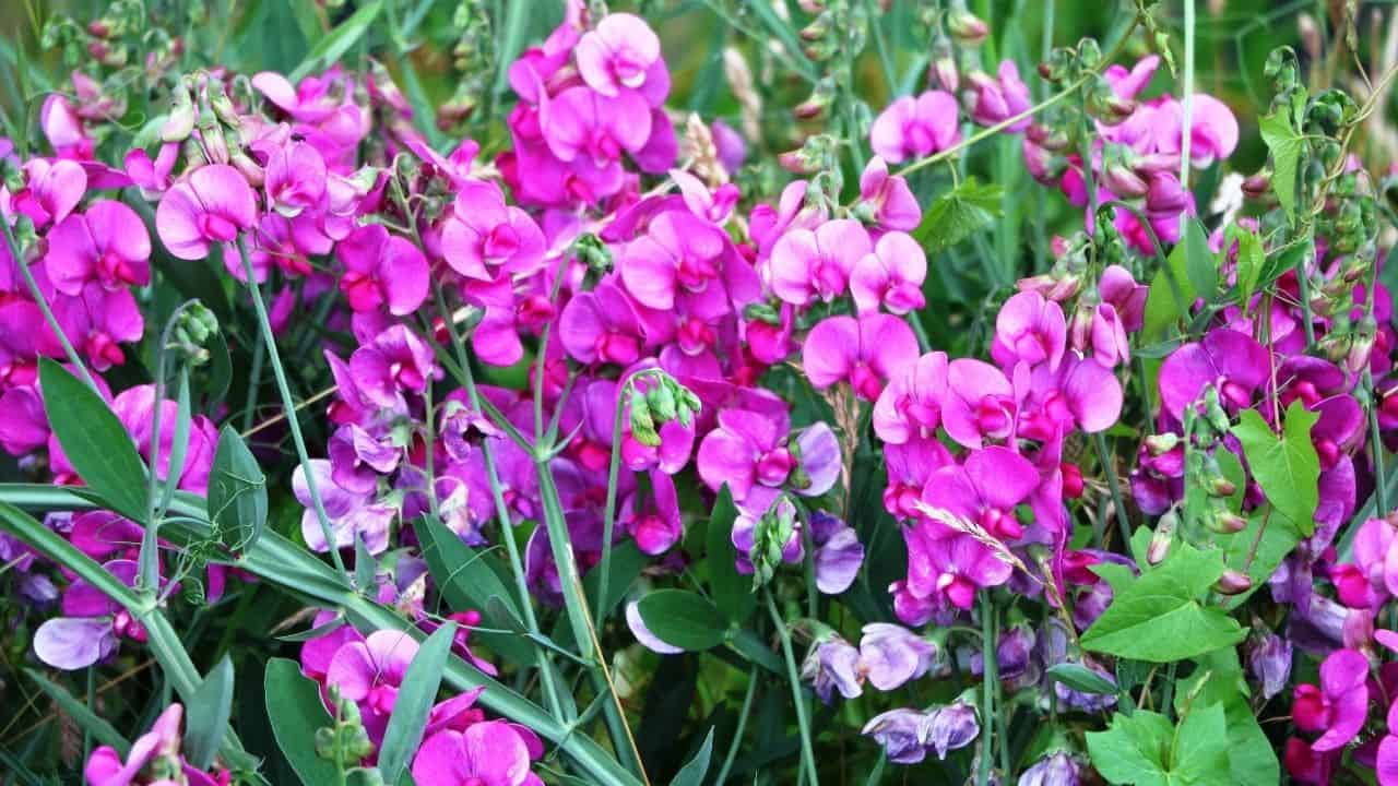 14 Best Plants for North Facing Gardens – Best Guide [2022] 5